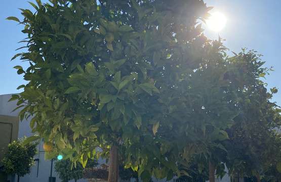 Nerja Lemons